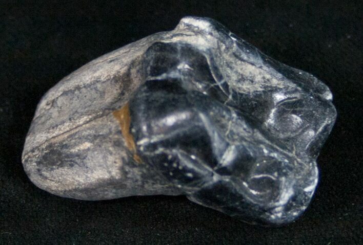 Rooted Fossil Tapir Tooth - Florida #10001